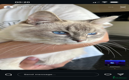 Ragdoll cats for sale: Ragdoll for sale  - Image 1