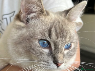 Ragdoll cats - Advert 26