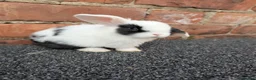 Mini Lop rabbits for sale: Mini lop babies looking for homes  - Advert 5