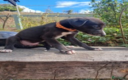 Greyhound dogs for sale: 💙READY TO GO💙 1 pup left - Irish Greyhound  - Image 22