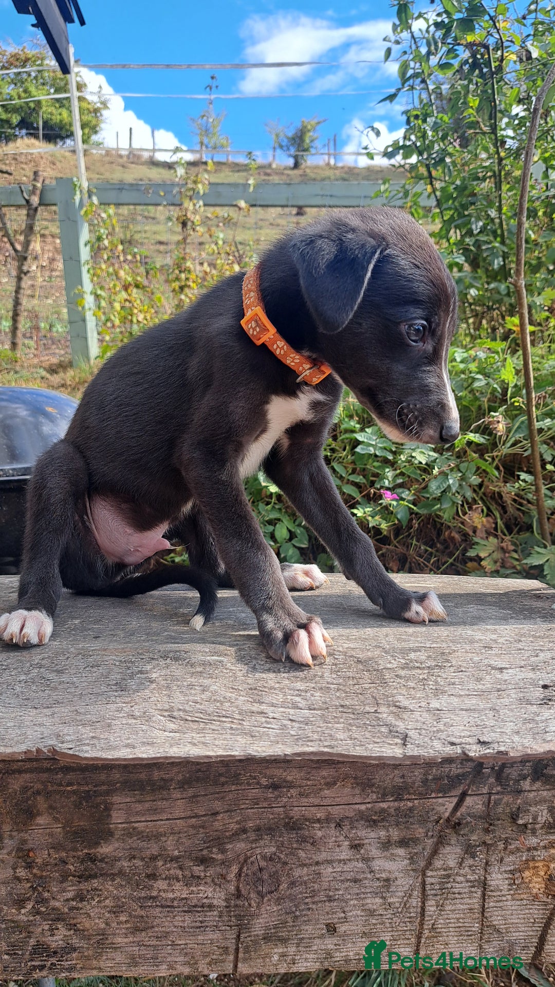 Greyhound dogs for sale: 💙READY TO GO💙 1 pup left - Irish Greyhound  - Image 22