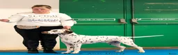 Dalmatian dogs for stud: Stud dog available  in Mountain Ash - Advert 6