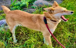 Miniature Pinscher dogs for adoption: Lisa’s Story: Saved Minutes Before Death - Image 11