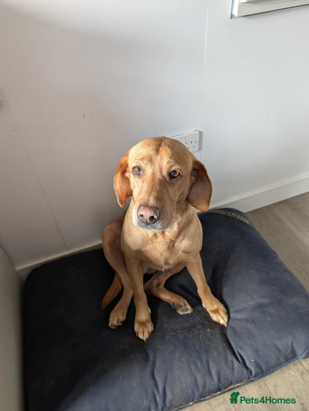 Labrador Retriever dogs for sale: fox red lab working lines  - Advert 2