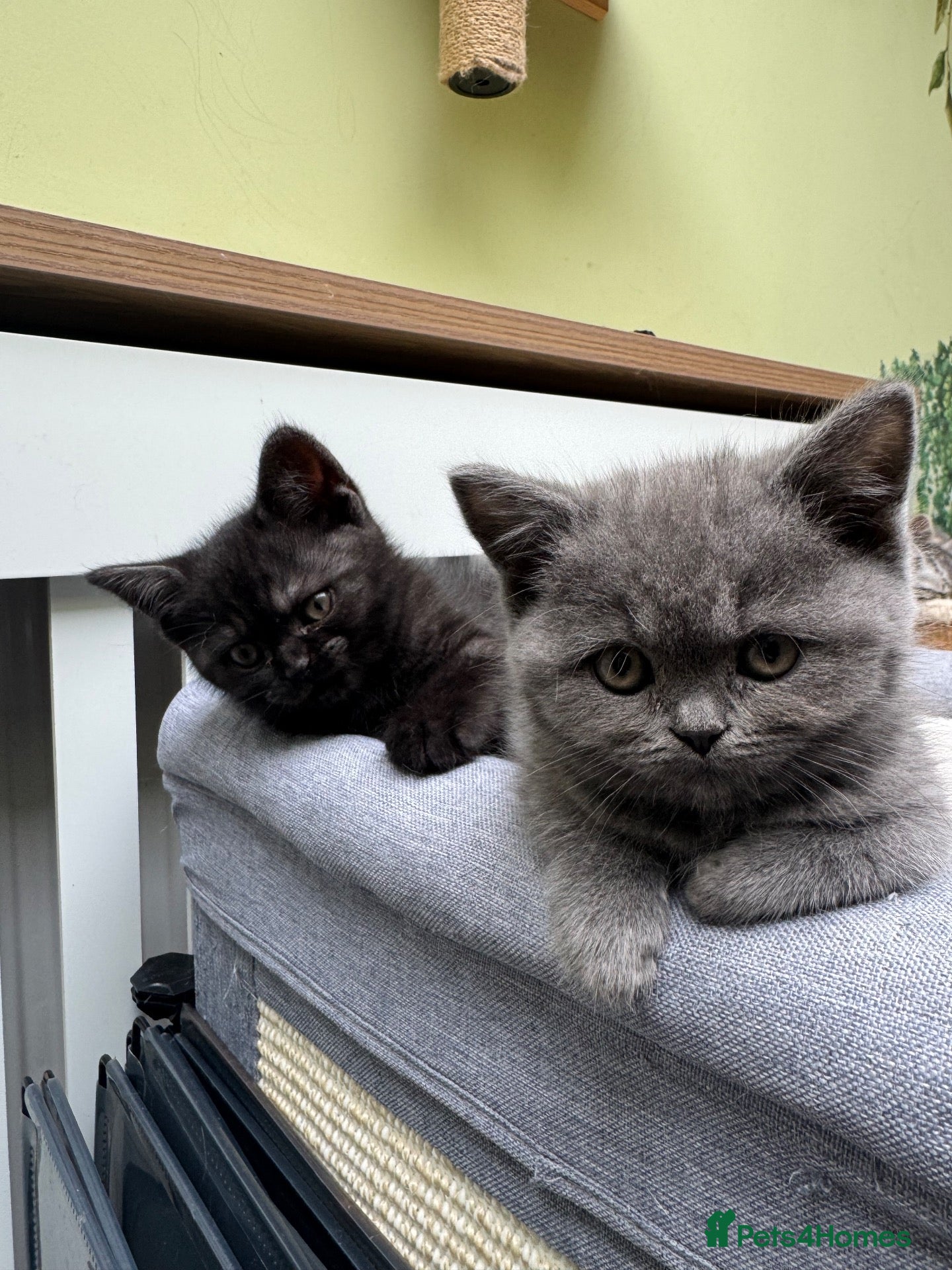 Scottish Fold cats Ready to go!! Registered Scottish striaghts  - Advert 2