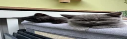 Scottish Fold cats for sale: Ready for rehoming! Registered Scottish striaghts  - Advert 2