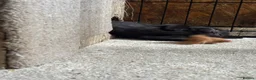 Mixed Breed cats for sale: Two Gorgeous Black Kittens  - Advert 3