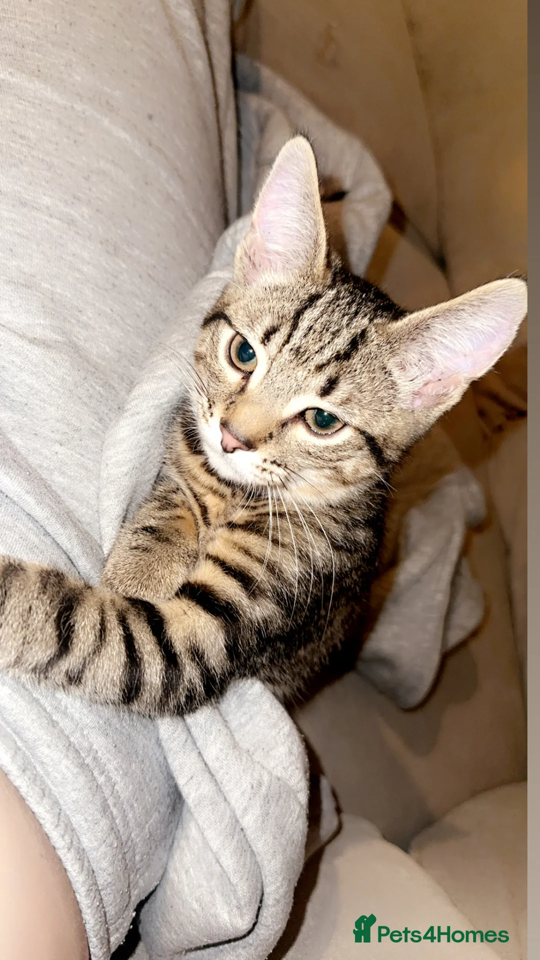 Mixed Breed cats for sale: Male kitten  - Advert 2