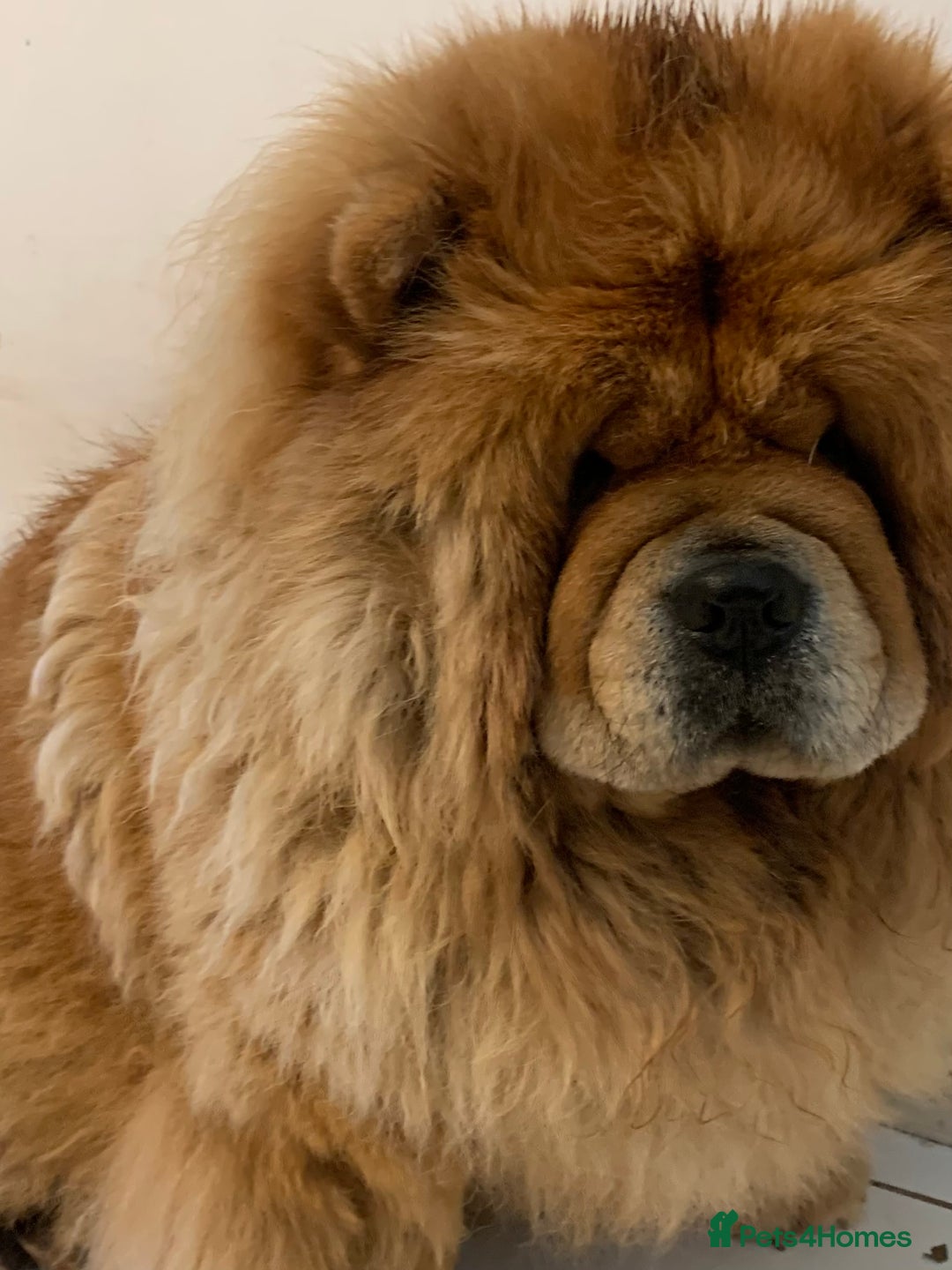 Chow Chow dogs for sale: Stunning Chow chow pups ready for new homes  - Advert 20