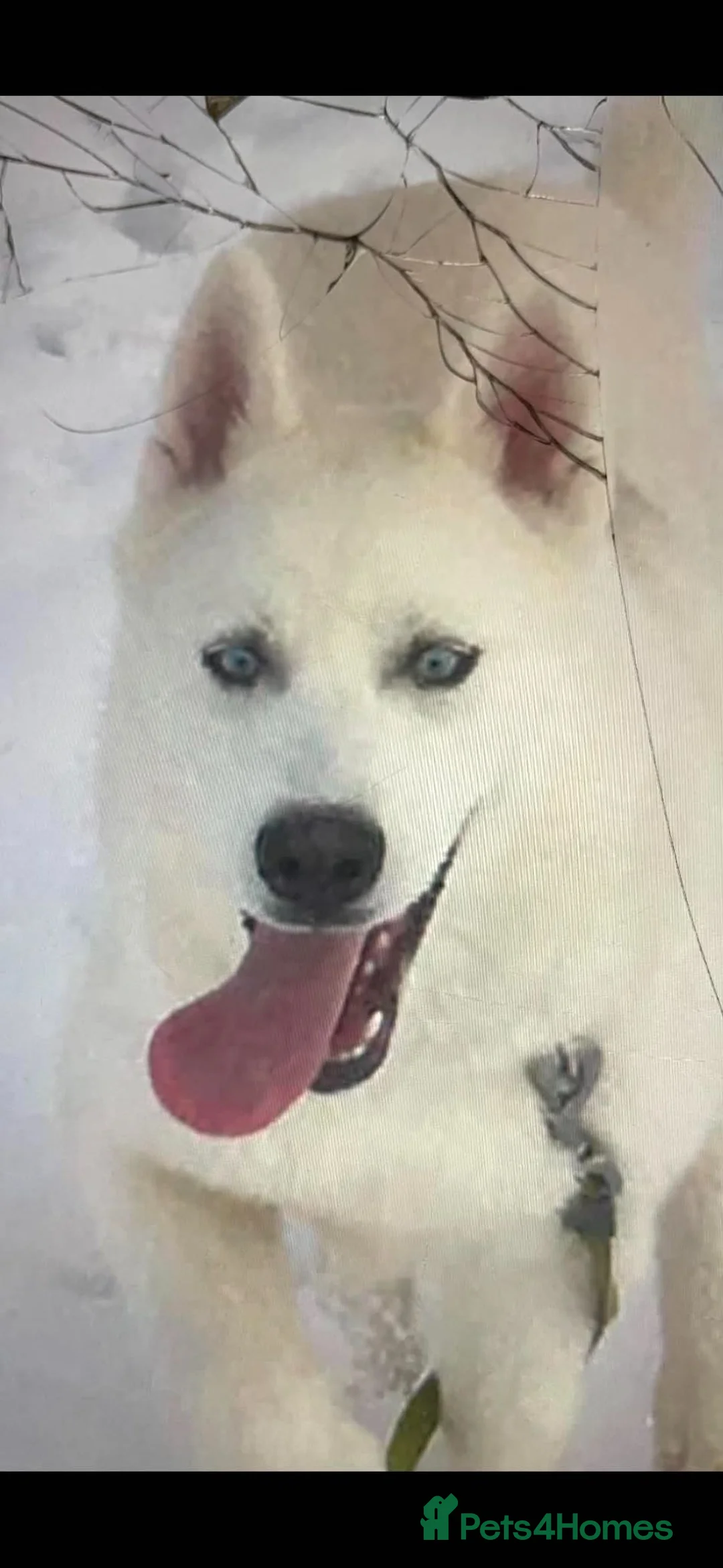 Siberian Husky dogs for sale: Siberian husky pup's  in Sheffield - Advert 1
