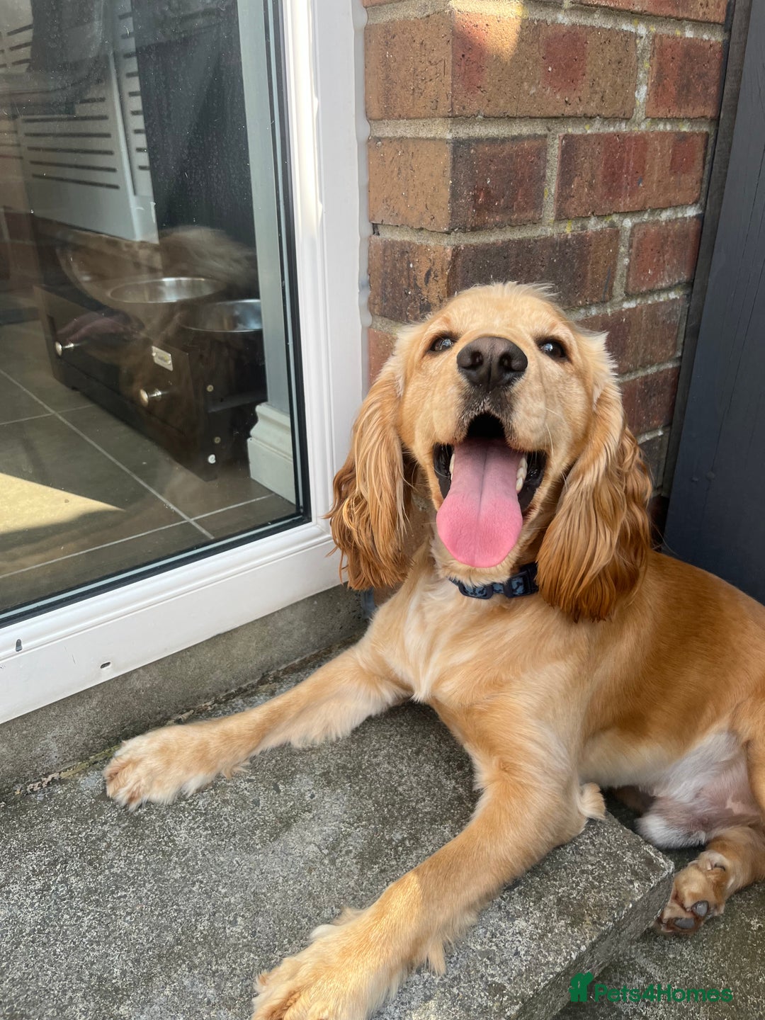 Cocker Spaniel dogs for sale: Marley - Image 7