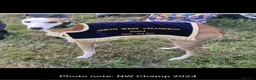 Whippet dogs for sale: KC Registered Small Whippet Puppies  - Advert 30
