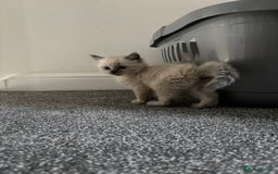 Ragdoll cats for sale: READY TO LEAVE Purebred ragdolls - Image 18