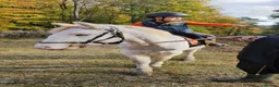 Irish Cob horses for sale: For loan kind natured cob gelding 12.3hh - Advert 3