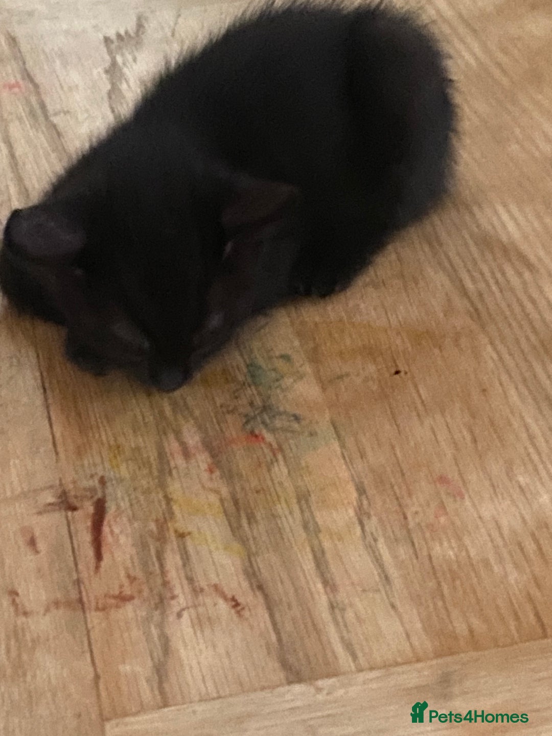 Mixed Breed cats for sale: Playful kittens looking for their forever home  - Image 6