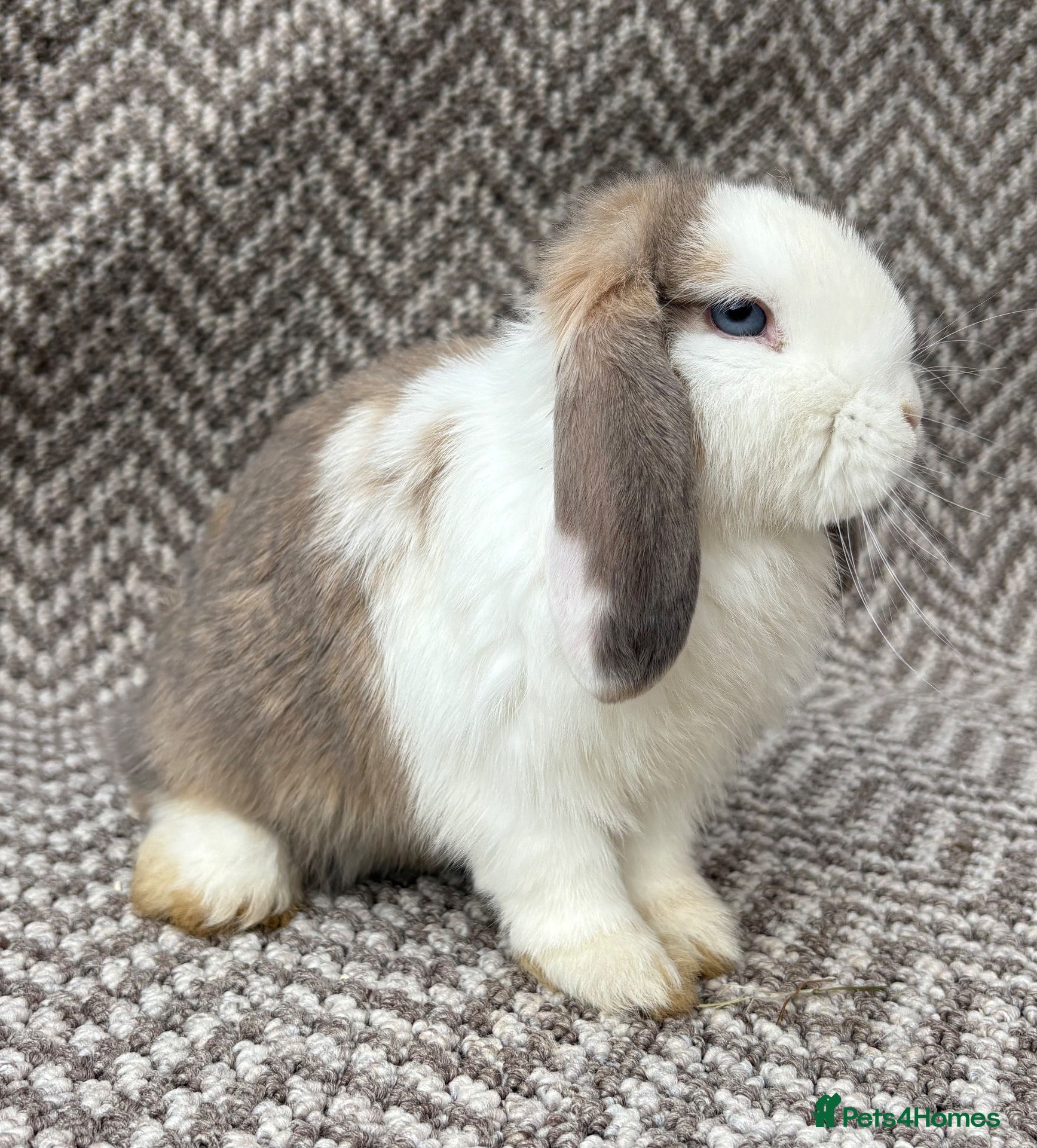Mini Lop rabbits Mini lops - Advert 17