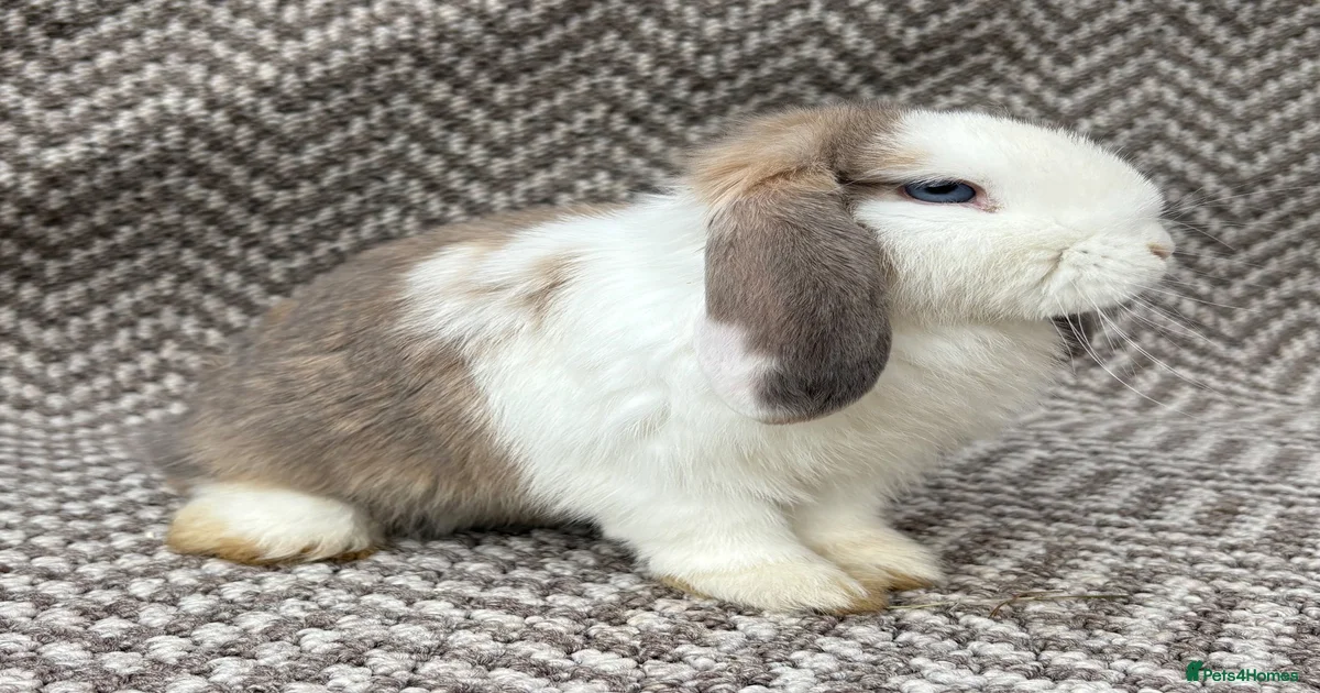 Mini Lop Rabbits for Sale for sale in Solihull, West Midlands | Pets4Homes