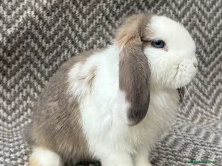 Mini Lop rabbits Mini lops - Advert 17