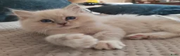 Ragdoll cats for sale: BEAUTIFUL RAGDOLLS KITTENS GCCF REGISTERED  - Advert 7