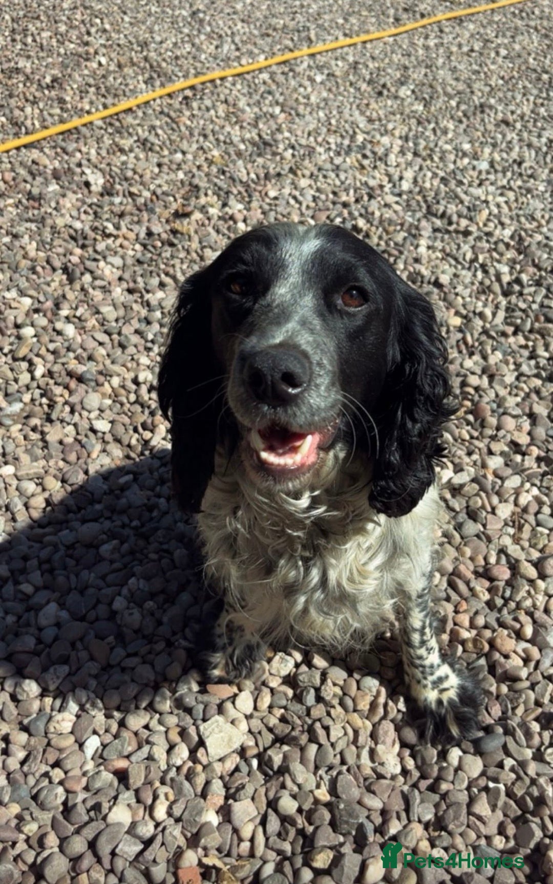 Cockapoo dogs for sale: 8 beautiful f1 cockerpoo - Advert 3