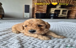 Cockapoo dogs for sale: Gorgeous F2b Cockapoos  - Image 8