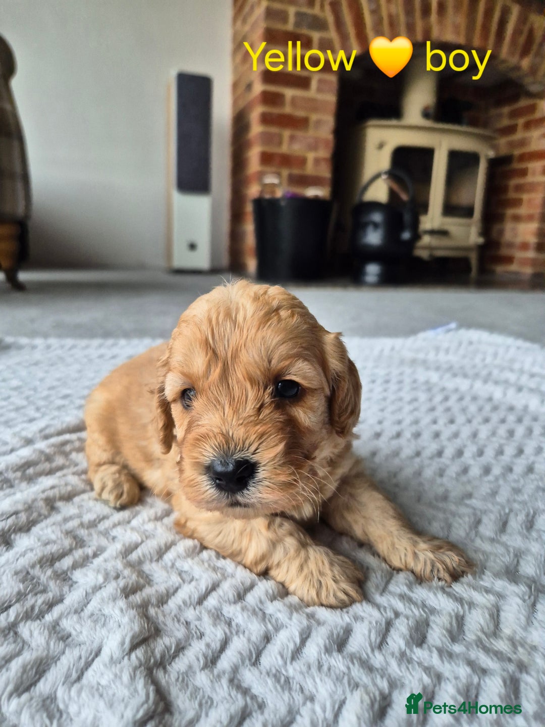 Cockapoo dogs for sale: Gorgeous F2b Cockapoos  - Image 8
