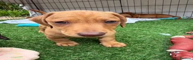 Miniature Dachshund Puppy 5