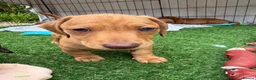 Miniature Dachshund dogs for sale: Beautiful mini dachshund pups ready for new homes  - Advert 6