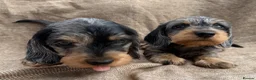 Dachshund dogs for sale: Miniature wire haired dachshunds 🐶 - Advert 19