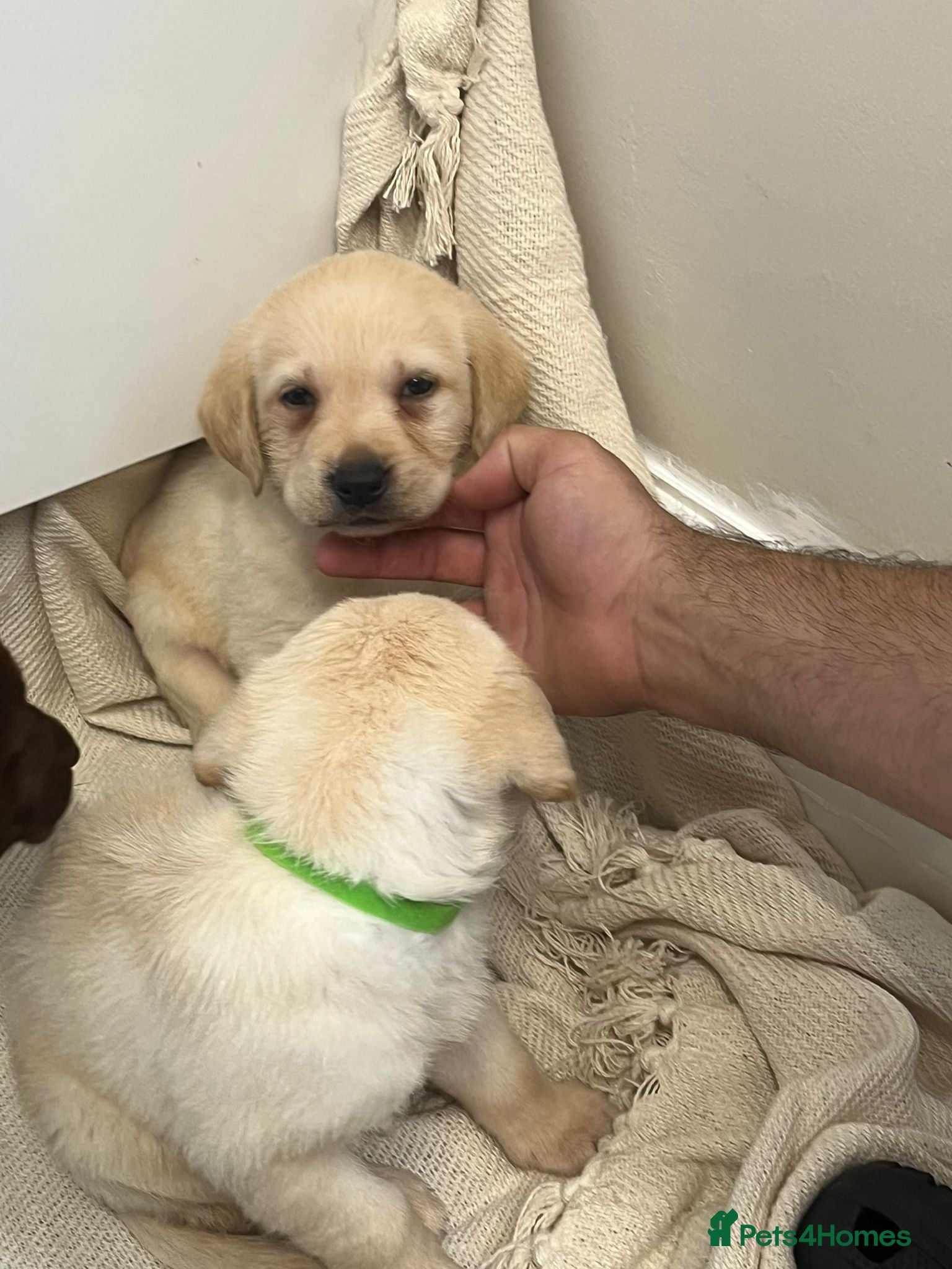 Labrador Retriever dogs 6 labrador puppies - Advert 2