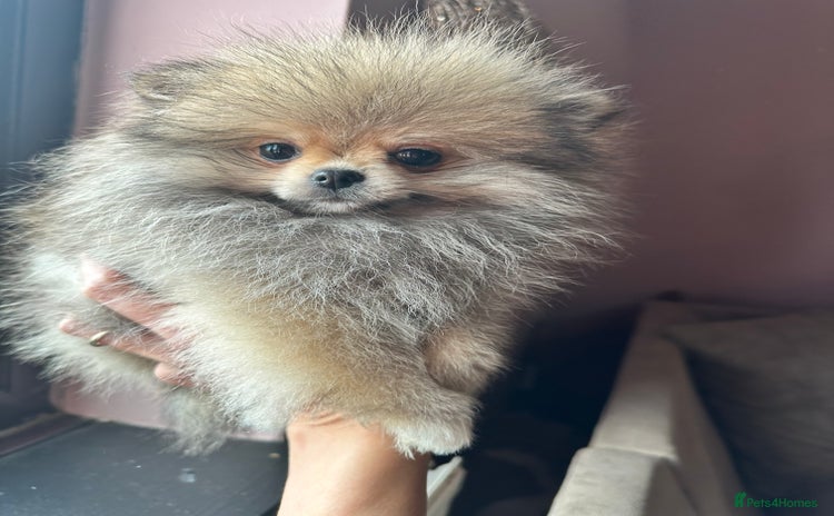 Pomeranian dogs - Advert 16