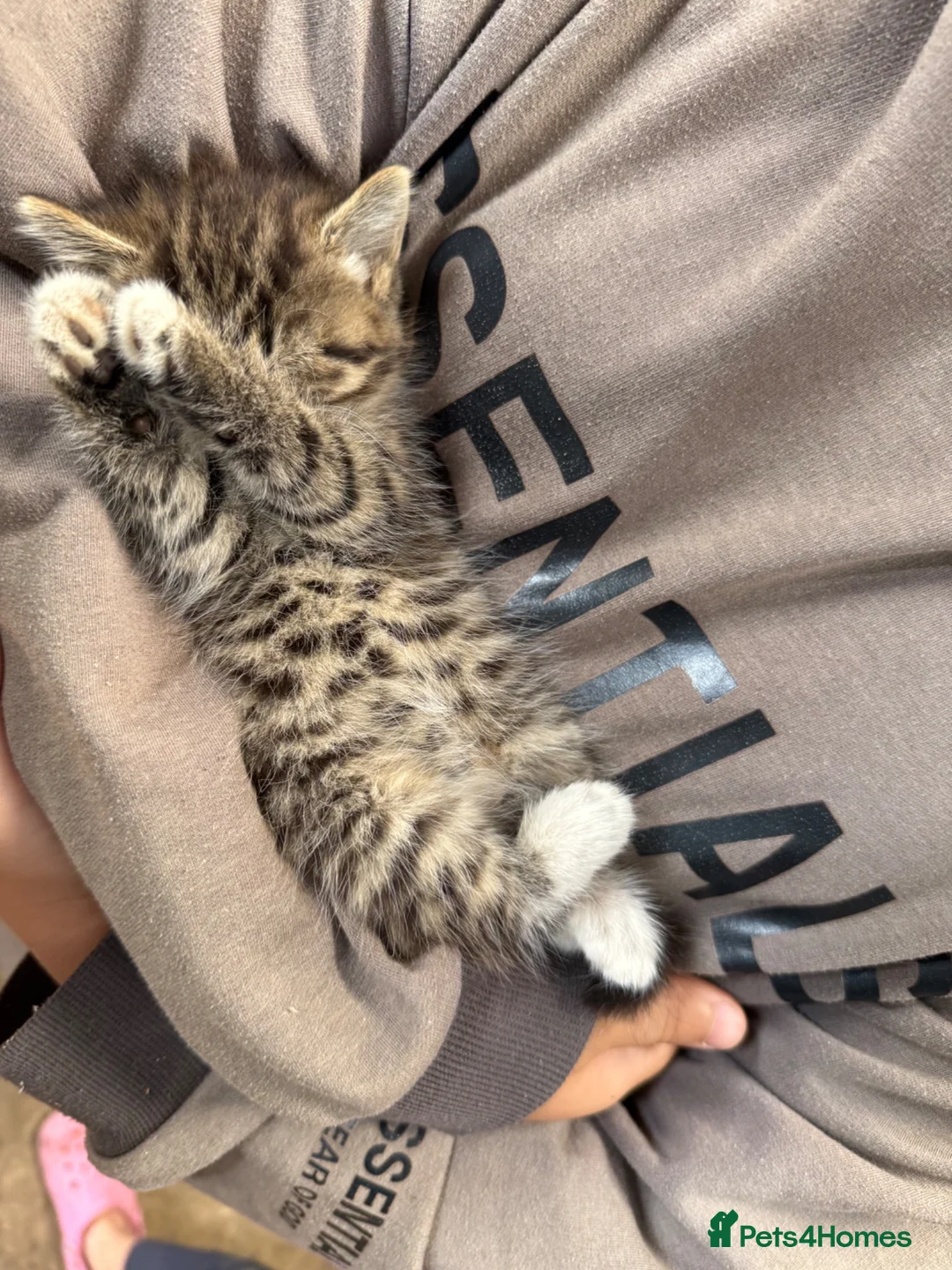 Mixed Breed cats for sale: 4 beautiful kittens  - Advert 2