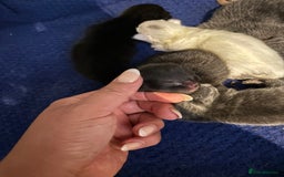 Mixed Breed cats for sale: Beautiful little of kittens  - Image 4