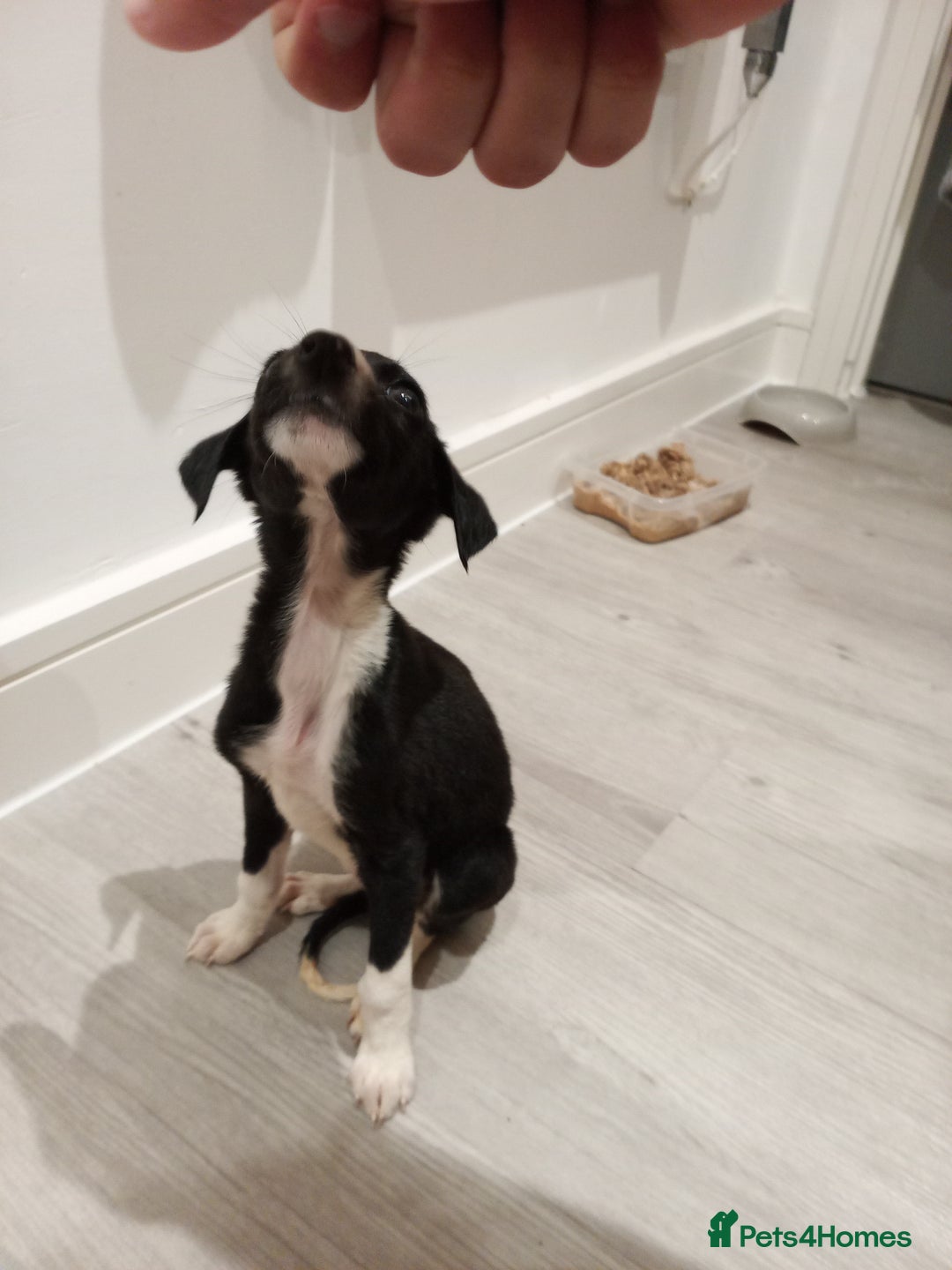 Lurcher dogs for sale: Lurcher pups  - Image 13