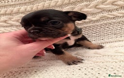 French Bulldog dogs for sale: 5 KC registered French Bulldogs🐾 - Image 7