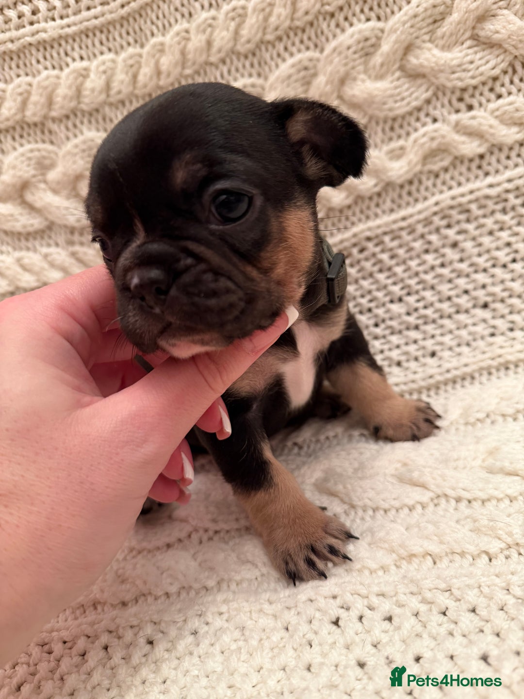 French Bulldog dogs for sale: 5 KC registered French Bulldogs🐾 - Image 7