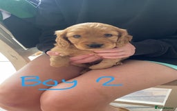 Cockapoo dogs for sale: F1 cockapoos (Northern Ireland) - Image 7