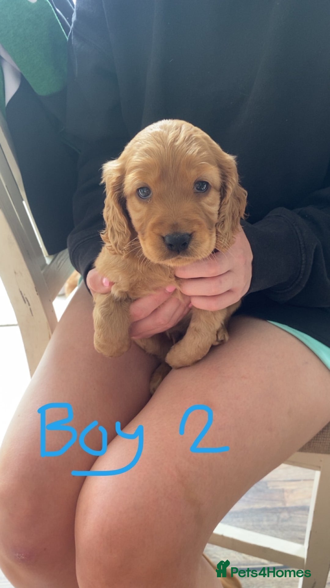 Cockapoo dogs for sale: F1 cockapoos (Northern Ireland) - Image 7