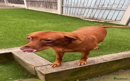 Labrador Retriever dogs for sale: 4 years Brown Labrador retriever Find a new owers - Image 1