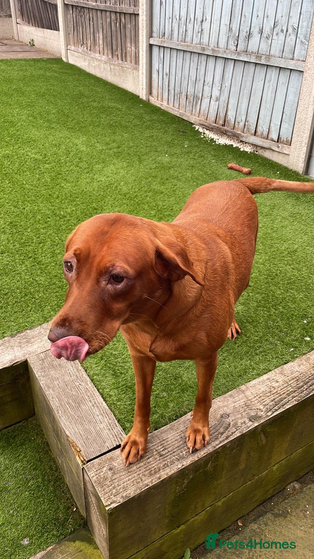 Labrador Retriever dogs for sale: 4 years Brown Labrador retriever Find a new owers - Image 1