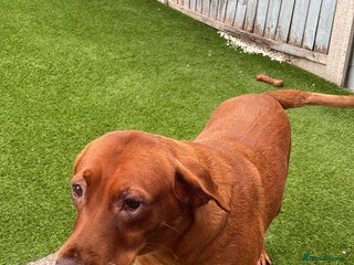 Labrador Retriever dogs - Advert 10