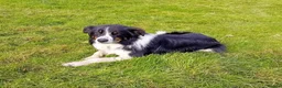Border Collie dogs for sale: Adorable Puppies - Advert 27