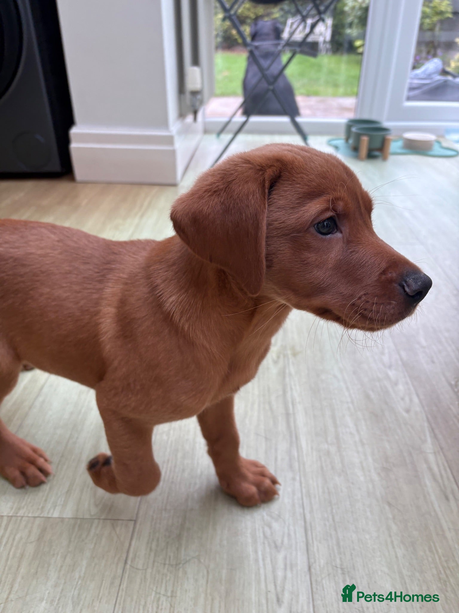 Labrador Retriever dogs KC reg Labrador puppies: 1 Fox Red male left - Advert 6