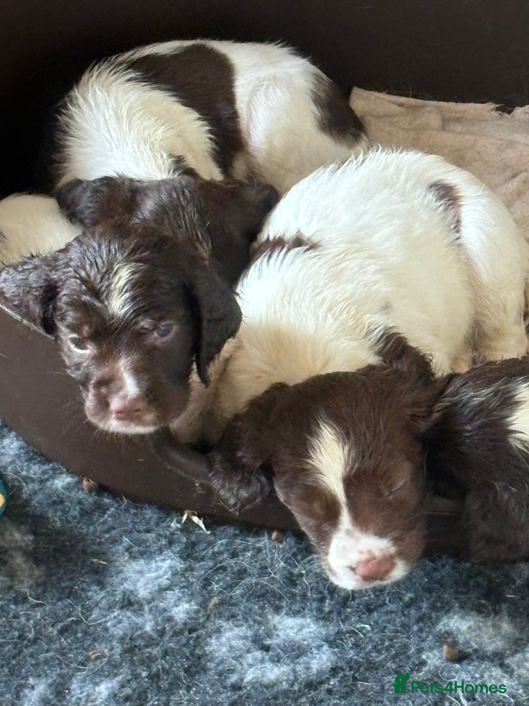 English Springer Spaniel dogs for sale: Springer spaniel dog puppy available  - Image 3