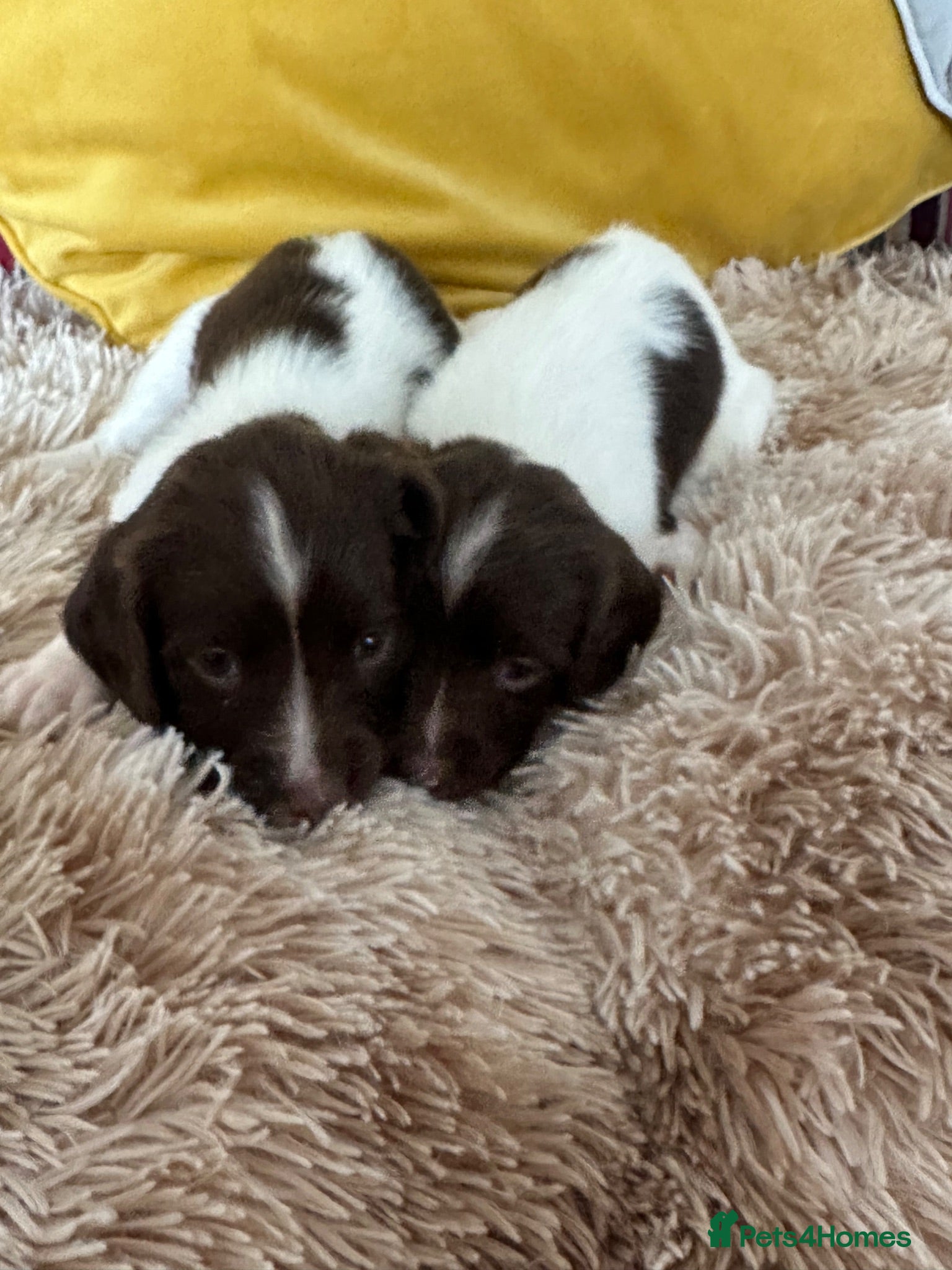 English Springer Spaniel dogs Adorable Kennel club registered ESS puppies  - Advert 2