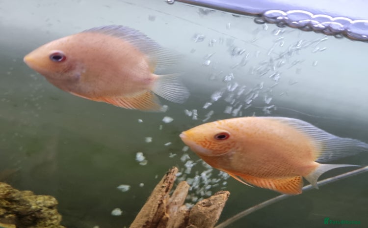 Other/Mixed Breed fish - Advert 1