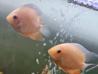 Other/Mixed Breed fish - Advert 16