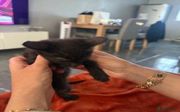 Turkish Angora cats for sale: Playful Kittens - Each ready for a loving home - Image 8