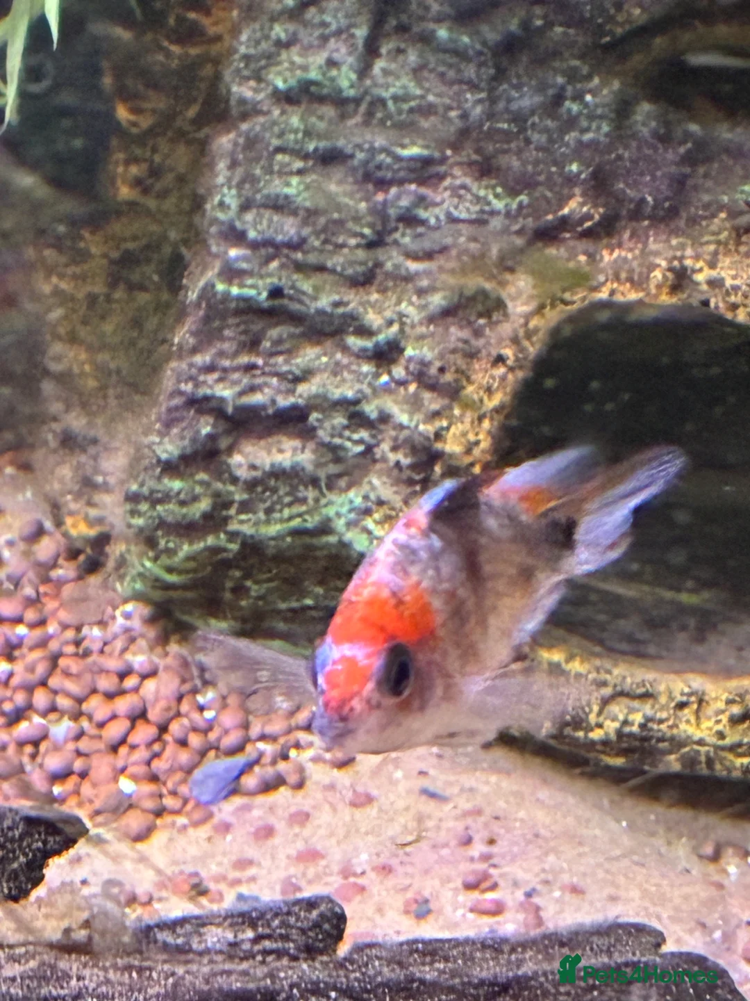 Cichlids fish for sale: Blood parrot x marble veija  - Advert 2
