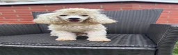 Maltipoo dogs for sale: Our Last Available Maltipoo Girl in Leeds - Advert 4